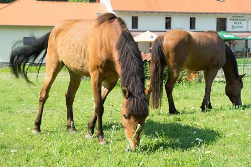 Готель Podskalni Mlyn Ostopovice Екстер'єр фото